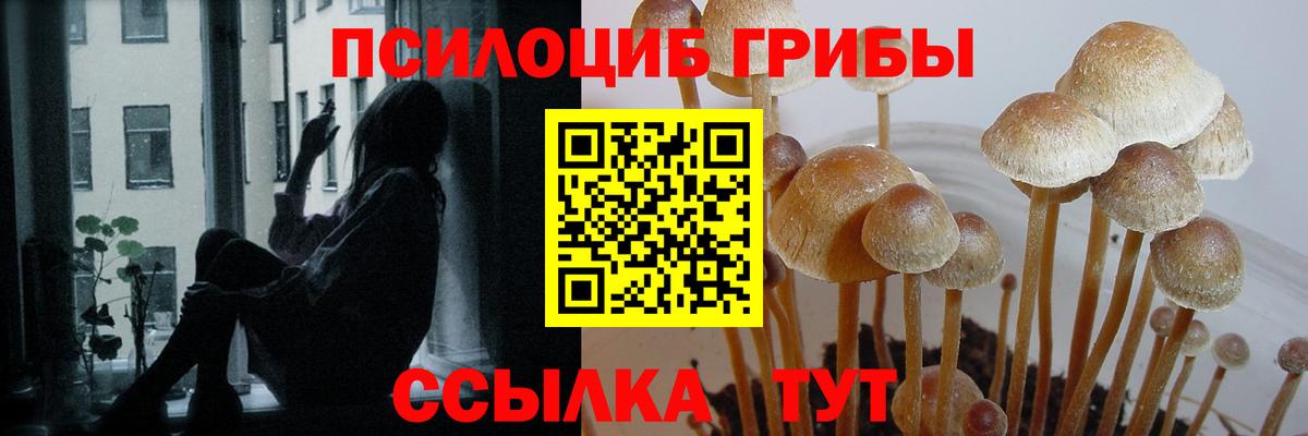 купить   Вход с VPN  Клин  Псилоцибиновые грибы MAGIC MUSHROOMS 